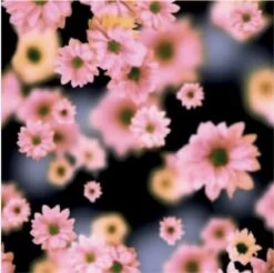 Eastpak Rugzak 15" Pinzip Soft Navy 11 Eastpak Rugzak 15" Pinzip Soft Navy -Mode Tassen eastpak rugzak 15 pinzip soft navy eastpak 979177